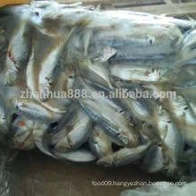 big eye horse mackerel fish, seafrozen small eye balang fish, tuna feed fish